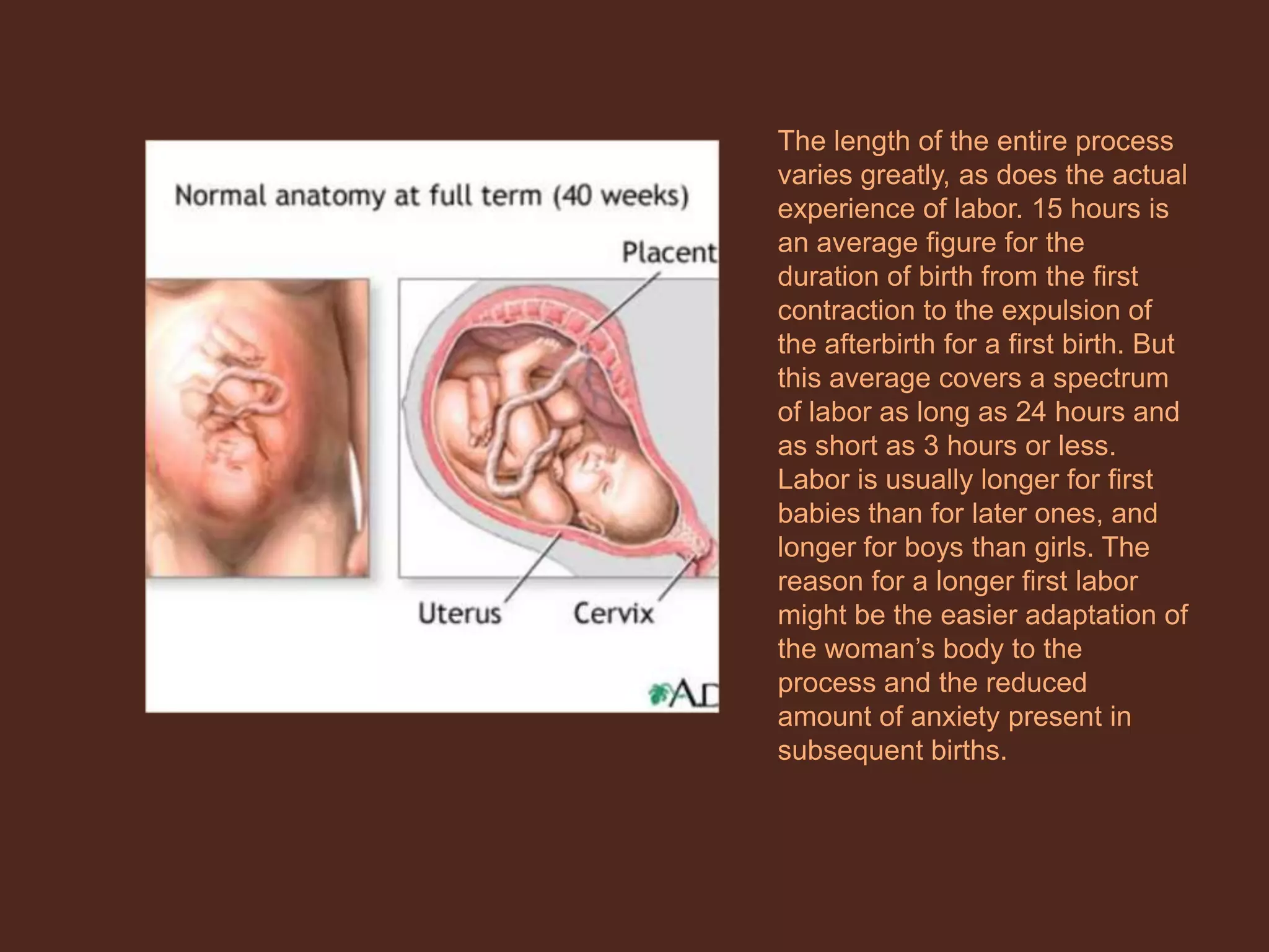 The length of the entire process varies greatly, as does the actual experience of labor. 15 hours is an average figure for the duration of birth from the first contraction to the expulsion of the afterbirth for a first birth. But this average covers a spectrum of labor as long as 24 hours and as short as 3 hours or less. Labor is usually longer for first babies than for later ones, and longer for boys than girls. The reason for a longer first labor might be the easier adaptation of the woman’s body to the process and the reduced amount of anxiety present in subsequent births. 