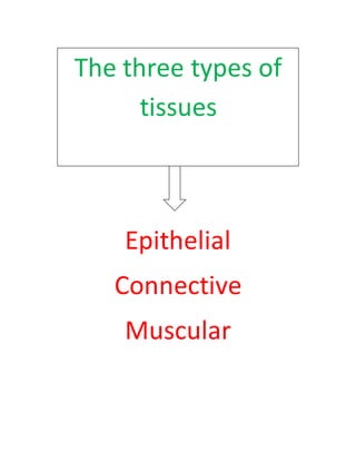The thr
ee types of tissues
Epithelial
Connective
Muscular
The three types of
tissues
 