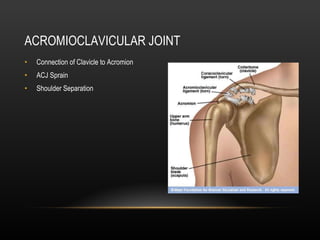The Throwing Shoulder | PPT