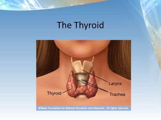 The Thyroid
 