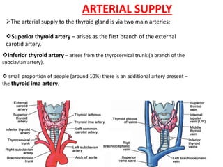 The arterial supply to the thyroid gland is via two main arteries:
Superior thyroid artery – arises as the first branch of the external
carotid artery.
Inferior thyroid artery – arises from the thyrocervical trunk (a branch of the
subclavian artery).
 small proportion of people (around 10%) there is an additional artery present –
the thyroid ima artery.
ARTERIAL SUPPLY
 