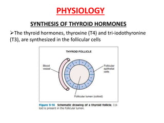 PHYSIOLOGY
SYNTHESIS OF THYROID HORMONES
The thyroid hormones, thyroxine (T4) and tri-iodothyronine
(T3), are synthesized in the follicular cells
 