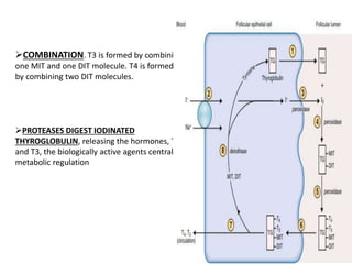 COMBINATION. T3 is formed by combining
one MIT and one DIT molecule. T4 is formed
by combining two DIT molecules.
PROTEASES DIGEST IODINATED
THYROGLOBULIN, releasing the hormones, T4
and T3, the biologically active agents central to
metabolic regulation
 