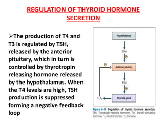 REGULATION OF THYROID HORMONE
SECRETION
The production of T4 and
T3 is regulated by TSH,
released by the anterior
pituitary, which in turn is
controlled by thyrotropin
releasing hormone released
by the hypothalamus. When
the T4 levels are high, TSH
production is suppressed
forming a negative feedback
loop
 