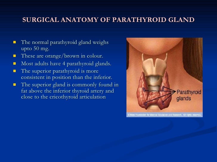 The thyroid and parathyroid glands