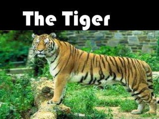 The Tiger
 