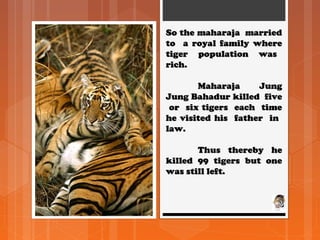 So the maharaja marriedSo the maharaja married
to a royal family whereto a royal family where
tiger population wastiger population was
rich.rich.
Maharaja JungMaharaja Jung
Jung Bahadur killed fiveJung Bahadur killed five
or six tigers each timeor six tigers each time
he visited his father inhe visited his father in
law.law.
Thus thereby heThus thereby he
killed 99 tigers but onekilled 99 tigers but one
was still left.was still left.
 
