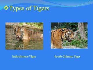 Types of Tigers

Indochinese Tiger

South Chinese Tiger

 