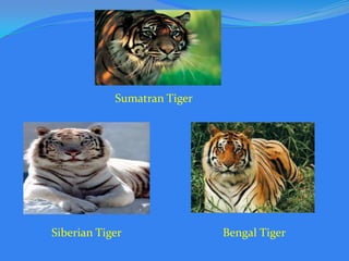 Sumatran Tiger

Siberian Tiger

Bengal Tiger

 
