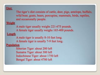 Diet:
The tiger’s diet consists of cattle, deer, pigs, antelope, buffalo,
wild boar, goats, bears, porcupine, mammals, birds, reptiles,
and occasionally people.
Weight
A male tiger usually weighs 221-675 pounds.
A female tiger usually weighs 165-400 pounds.
Length

A male tiger is usually 8-10 feet long.
A female tiger is usually 7-9 feet long.
Population
Siberian Tiger: about 200 left
Sumatra Tiger: about 300 left
Indochinese Tiger: about 1750 left
Bengal Tiger: about 4700 left

 