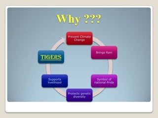 Why ???
Prevent Climate
Change

Brings Rain

TIGERS

Supports
livelihood

Symbol of
national Pride

Protects genetic
diversity

 