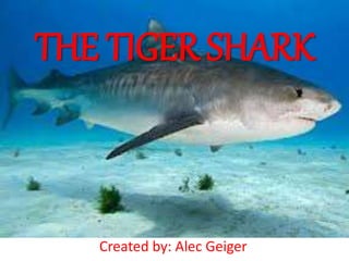 THE TIGER SHARK
Created by: Alec Geiger
 