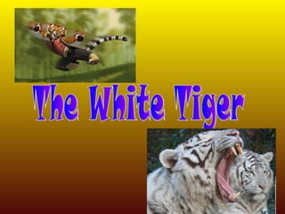 The White Tiger  