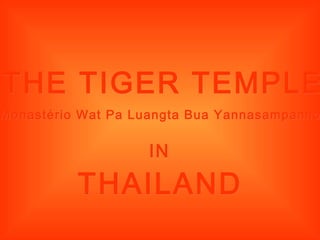 THE TIGER TEMPLE THAILAND IN Monastério Wat Pa Luangta Bua Yannasampanno   