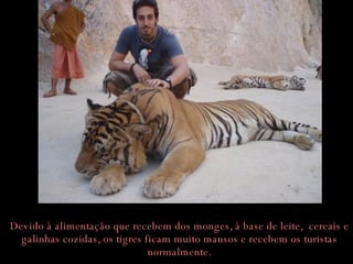 Devido à alimentação que recebem dos monges, à base de leite,  cereais e galinhas cozidas, os tigres ficam muito mansos e recebem os turistas normalmente. 
