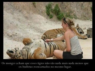 Os monges acham que esses tigres não são nada mais nada menos que ex-budistas reencarnados no mesmo lugar. 