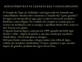 MONASTÉRIO WAT PA LUANGTA BUA YANNASAMPANNO O Templo do Tigre na Tailândia é um lugar onde foi formado um extraordinário vínculo entre o homem e o mundo dos “gatos grandes”. Os tigres são tão pacíficos aqui, que é como se tivessem aceitado o Budismo como religião. Na verdade eles sempre se sentam para as sessões de meditação com os monges e ajoelham diante deles como se eles fossem seus gurus. A ligação homens/tigres começou em 1999, quando um bebê tigre doente e órfão - depois de perder a sua mãe, morta por caçadores clandestinos - foi levado para os monges. Dali para frente começaram a chegar outras crias órfãs de tigre, vítimas de caçadores clandestinos. O mais espantoso é que, mesmo depois de grandes, nenhum dos tigres ficou feroz. 