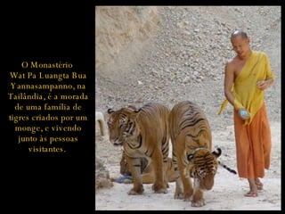 O Monastério  Wat Pa Luangta Bua Yannasampanno, na Tailândia, é a morada de uma família de tigres criados por um monge, e vivendo junto às pessoas visitantes.   