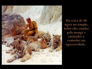 Há cerca de 40 tigres no templo, todos eles criados pelo monge e ensinados a controlar sua agressividade.  