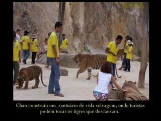 Chan construiu um  santuário de vida selvagem, onde turistas podem tocar os tigres que descansam.  