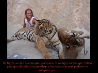 Os tigres são tão dóceis, que, por vezes, os monges os têm que treinar para que eles não desaprendam a luta e percam seus poderes de autoproteção. 