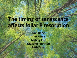 The timing of senescence
affects foliar P resorption
Dan Hong
Tim Fahey
Melany Fisk
Mariann Johnston
Ruth Yanai
 