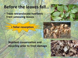 Before the leaves fall…
• Trees retranslocate nutrients
from senescing leaves
⮚ Nutrient conservation and
recycling prior ...