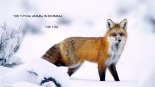 THE TIPICAL ANIMAL IN ROMANIA
THE FOX
 