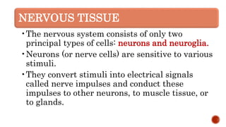 The Animal Tissues