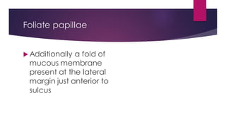 Foliate papillae
 Additionally a fold of
mucous membrane
present at the lateral
margin just anterior to
sulcus
 