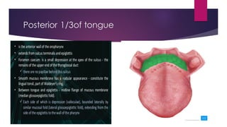 Posterior 1/3of tongue
 
