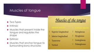 Muscles of tongue
 Two Types
 Intrinsic
 Muscles that present inside the
tongue and regulates the
shape
 Extrinsic
 Muscles that anchor tongue to
Surrounding bony structures
 