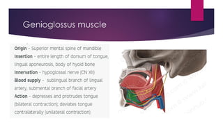 Genioglossus muscle
 