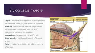 Styloglossus muscle
 