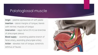 Palatoglossal muscle
 