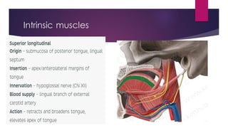 Intrinsic muscles
 