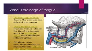 Venous drainage of tongue
 