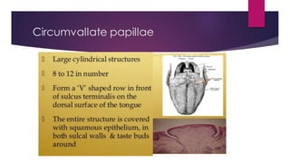 Circumvallate papillae
 