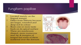 Fungiform papillae
 