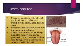 Filiform papillae
 