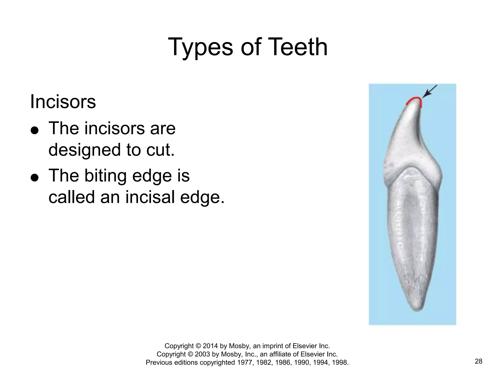 Nomenclature: The tooth functions and terms | PPTX
