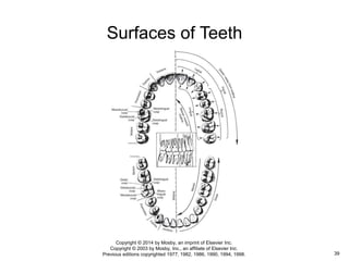 Nomenclature: The tooth functions and terms | PPTX