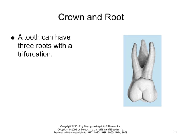 Nomenclature: The tooth functions and terms | PPT