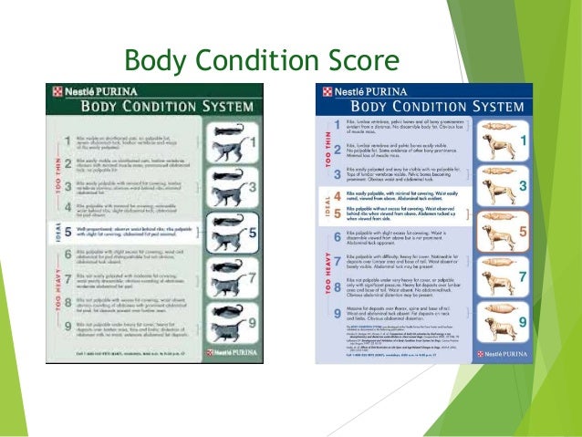 Purina Body Condition Score Chart