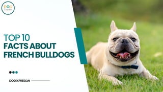 TOP 10
FACTSABOUT
FRENCHBULLDOGS
DOGEXPRESS.IN
 
