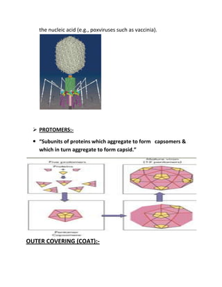 the nucleic acid (e.g., poxviruses such as vaccinia).

 PROTOMERS: “Subunits of proteins which aggregate to form capsomers &
which in turn aggregate to form capsid.”

OUTER COVERING (COAT):-

 