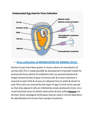  Virus cultivation of MONOLAYERS OF ANIMAL CELLS:Animal viruses have been grown in tissue culture on monolayers of
animal cells.This is made possible by development of growth media for
animal cells & by advent of antibiotics that can prevent bacterial &
fungal contaimination.A layer of animal cells & viruses inoculum is
covered on petri dish & viruses are allowed time to settle & attach to
cells.Then cells are covered by thin layer of agar to limit virion spread
so that only adjacent cells are infected by newly produced virions. As a
result localized areas of cellular destruction & lysis called plaques are
formed. Some cytological techniques may be used in clinical laboratory
for identification of viruses from sample of patients.

 