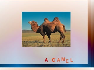A C A M E L 