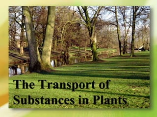 The Transport of
Substances in Plants
 