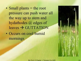 The transport of substances in plants | PPTX